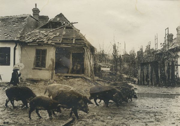 Stray pigs in front of destroyed buildings.