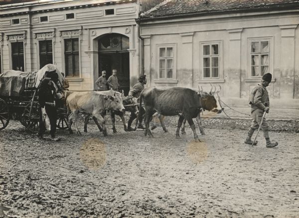 Refugees leading their cattle and supplies through the streets.