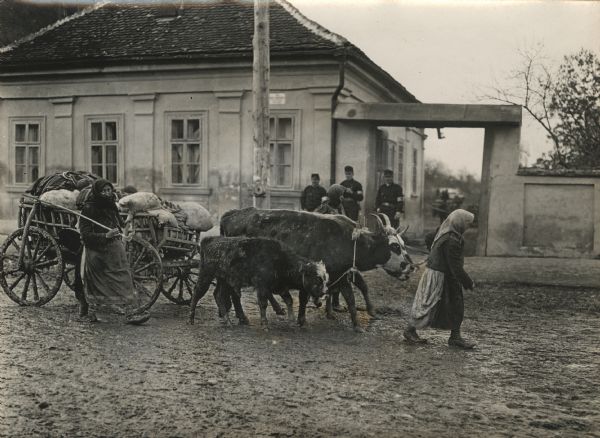 Serbian refugees walking through muddy streets with their livestock.