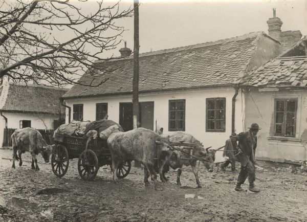 Serbian refugees leading their livestock and wagons through muddy city streets.
