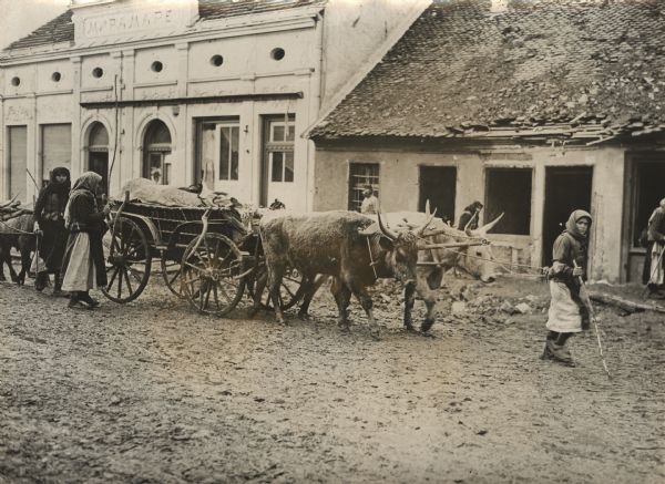 Serbian refugee woman is leading livestock and wagons through muddy city streets.