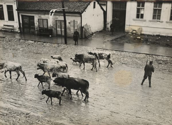 Elevated view of Austrian soldiers herding stray cattle and moving them towards the front. A Red Cross flag is flying from a pole in front of buildings on the opposite side of the street.