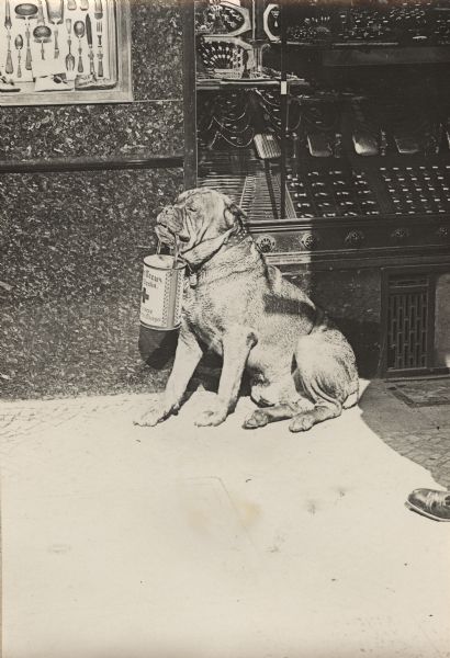 A dog sitting on the sidewalk in front of a storefront with a can in his mouth. He is accepting donations to the Red Cross.