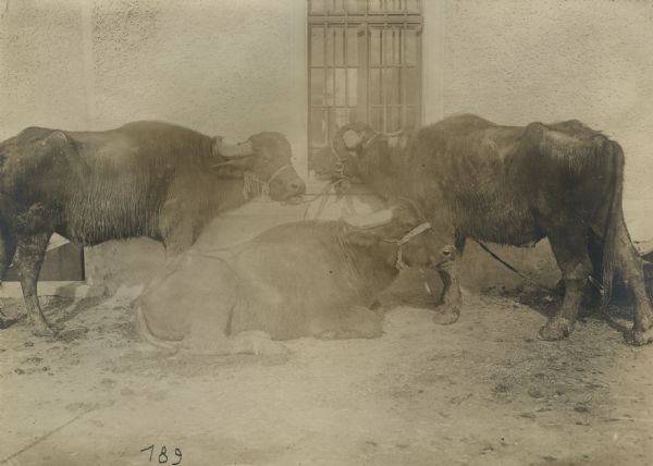 Black water buffaloes, with colossal strength, which are being used by the Turkish army. 