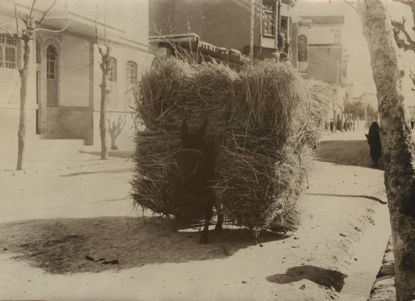 A mule carrying a large load of straw to headquarters. 