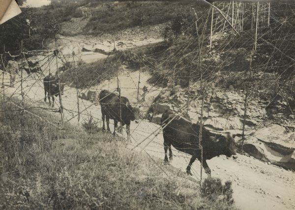 Beef cattle passing through an opening in barbed wire on the Lavarone plateau which is located along the pre-war boundary between Austria-Hungary and Italy. 