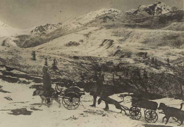 Dog carts on the glacier terrain on the Tirolian battlefront. 