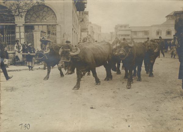 Water buffalo in service by the Turkish army. 