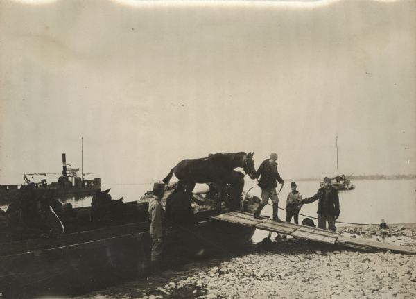 Unloading horses from a barge on Lake Skutari in Albania. 
