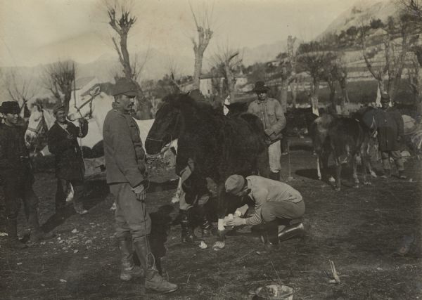 Military veterinarian treating a horse on the Montenegrin battlefront, Montenegro and Albania.