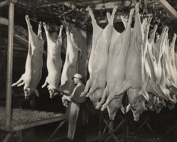 A male employee wearing an apron, hat, and gloves, is standing in a room full of slaughtered pigs hanging from hooks on the ceiling. The employee is examining one of the pigs.