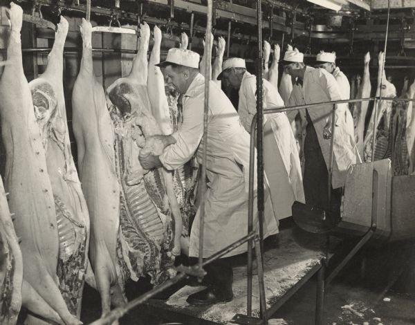 Four male Oscar Mayer employees dressing (gutting) slaughtered pigs in a cooler processing room.