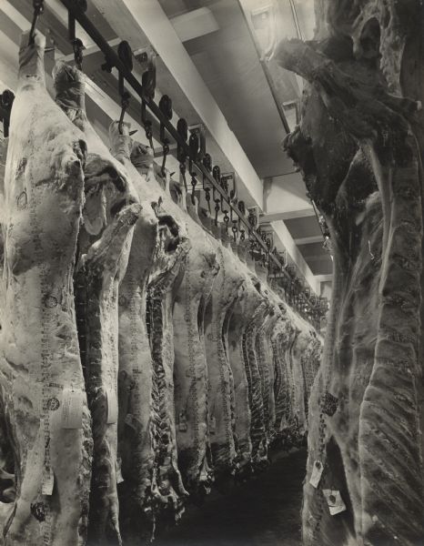 Long lines of pig carcasses left over from dressing are hanging on a rack of hooks attached to the ceiling. Inspection stamps and tags are on the carcasses.
