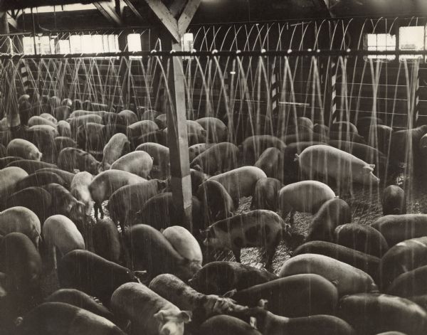 View of a room full of pigs which are being cooled off by a sprinkler system installed along the indoor pen. 