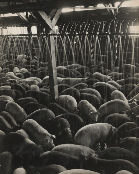 View of a room where pigs are being cooled off by a sprinkler system installed above the indoor pen. 