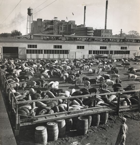 Elevated view of pigs grazing inside the outdoor pig pen attached to a large industrial building. A man is standing outside the pen in the foreground on the right. In the background is the Oscar Mayer manufacturing plant. 