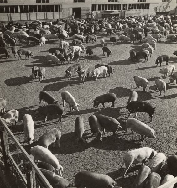 Elevated view of pigs grazing inside the outdoor pig pen attached to a building. In the background, two men are standing near the large doors of the building.