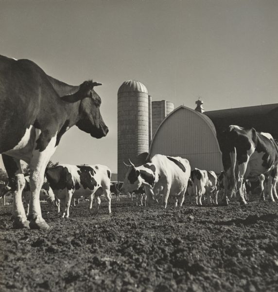 Cattle are grazing in a dirt pen. A barn and silos are in the background.