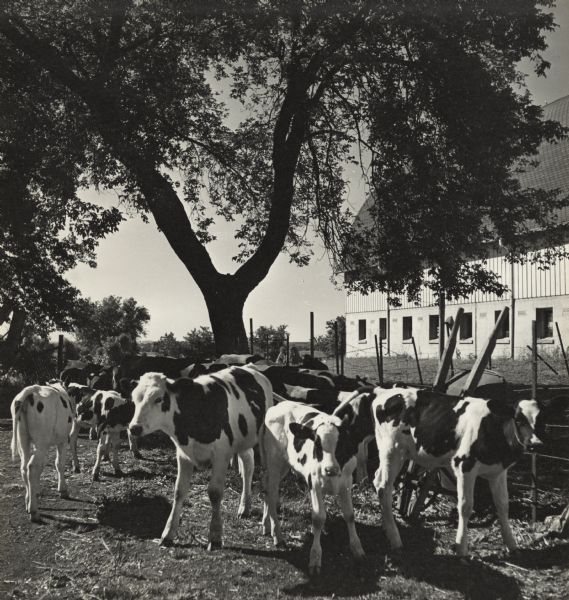 Cattle are grazing in a dirt pen. Behind the cattle is a fence, and in the background is a barn.