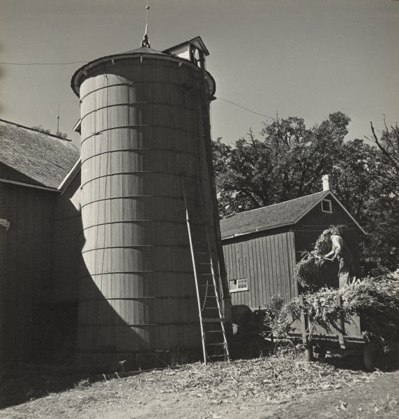 An man is using a pitchfork to move silage off of a wagon into what may be an ensilage cutter, which is near a silo and barn at the Oscar Mayer farm.  