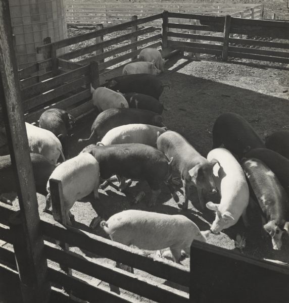 Elevated view of pigs grazing inside the outdoor pig pen attached to a building. 