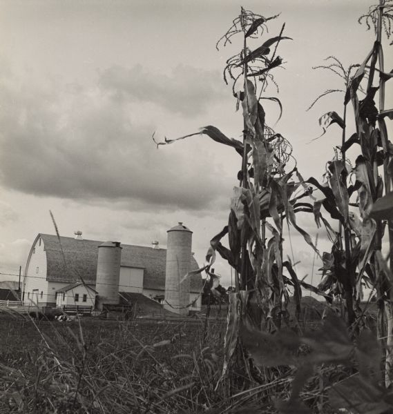 View from the edge of a cornfield towards a barn and two silos. Cows and pigs are in a pasture on the left.