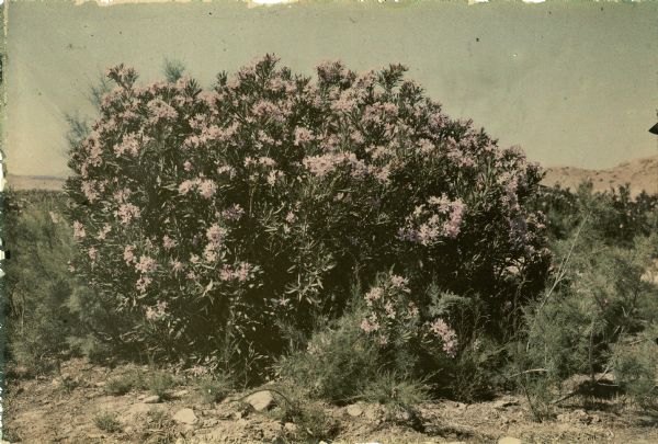 An autochrome transparency of a shrub covered with pink blossoms. Arid hills are in the background.