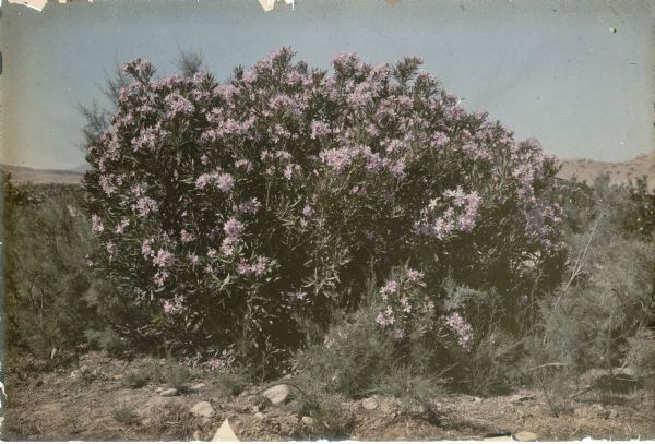 An oleander in full bloom is standing in colorful contrast to the arid hills in the background.