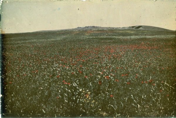 Poppies are blooming in profusion in a field backed by an irregular hill, identified by the photographer as a shell mound.