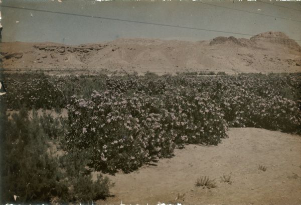 In the foreground, oleander bushes are blooming in profusion, backed by arid hills.