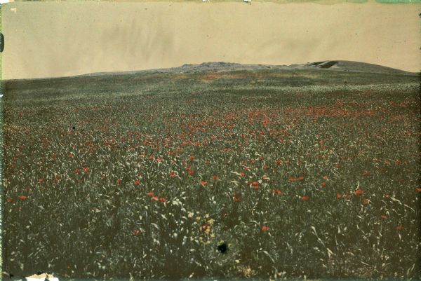 Poppies are blooming in a large field with a hill in the background. The photographer identifies the hill as a shell mound. The shell mound is likely the location of the tomb of Tin Hinan.