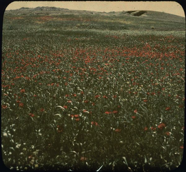 Poppies blooming in a field in front of a hill, right, identified by the photographer as a shell mound. The dark squares in the side of the mound are probably evidence of archeological excavations.