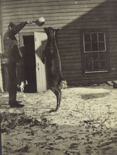 The faun, standing up on its hind legs, is taking food from a man holding a cooking pot at Peshtigo Brook Farm. In the background is a building with an open door. A dog is standing in front of this door.
