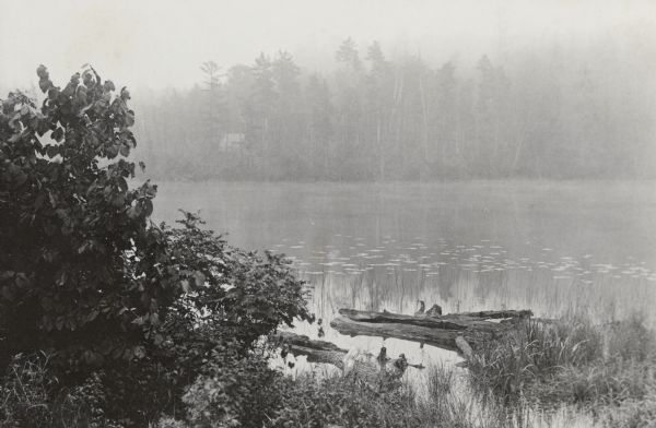Looking toward the Island from a marshy shoreline, Archibald Lake is veiled in a fine mist. Two logs are submerged in the lake in the foreground. Beyond the logs are water lilies. Across the lake, near the island's wooded shoreline, is the Wheeler frame house, also known as The Ark.
