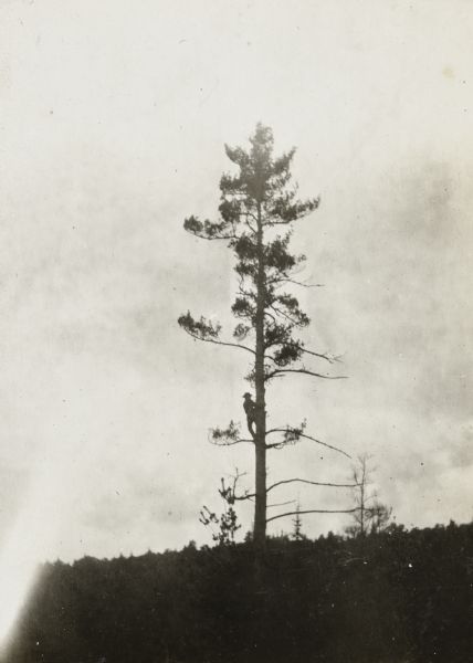 View towards a lumberjack, wearing a hat, climbing a tall tree in silhouette against the sky in the background.
