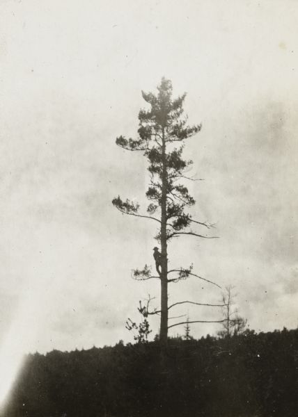 View towards a lumberjack, wearing a hat, climbing a tall tree in silhouette against the sky in the background. 