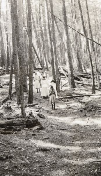 View down trail towards a small group of women and girls hiking in Cathedral Woods on a sunny day. The old growth forest is made up of pines and hemlocks.