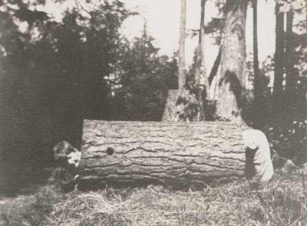 View towards David Rumsey sticking his head out of the left side of a large hemlock log to be used for the new pulpit. Wonder who the prankster was who decided to be the “back end”? The hemlock tree stump is in the background.


