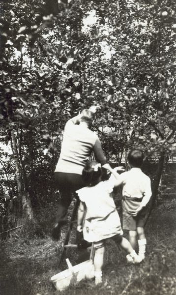 W.A. Holt is picking fruit, possibly apples, while standing on a ladder. Grandchildren Barbara Holt (left) and Arthur Holt (right) are helping. There is a basket for fruit by the ladder on the ground.
