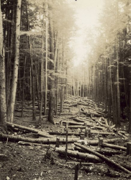 View of Cathedral Woods and the fallen trees that were cut down to make way for the Holt Lumber Company railroad spur. Caption reads: "Cutting the R.R. right-of-way through Cathedral Woods."