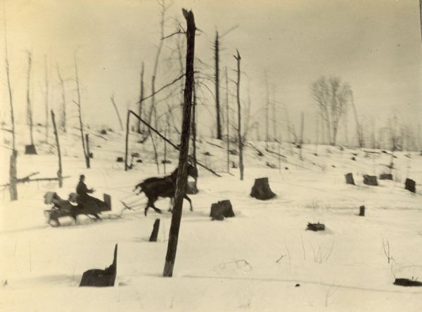 Two horses are pulling an open sleigh with a man at the reins through cutover land with many tree stumps.