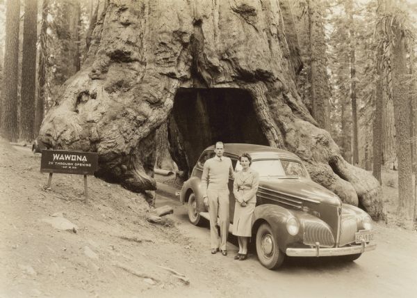 Edward J. Brumder and his wife, Marion Briggs Brumder, posing while leaning against a 1939 Studebaker Commander parked in front of the Wawona Tunnel Tree. A sign identifying the tree reads: "WAWONA 26' THROUGH OPENING — CUT IN 1881." The tree stood in the Mariposa Sequoia Grove in Yosemite National Park until it fell under the weight of snow in 1969.  