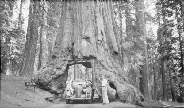 The three children of Herbert P. and Margaret Bouer Brumder are posing on and near the family's 1935 Oldsmobile sedan, which is parked in a tunnel built through the trunk of a tree. They are, from left, Philip, Barbara and Herbert Edmund Brumder. A sign identifying the tree reads: "WAWONA 26' THROUGH THE OPENING — CUT IN 1881." The tree stood in the Mariposa Sequoia Grove in Yosemite National Park until it fell under the weight of snow in 1969.