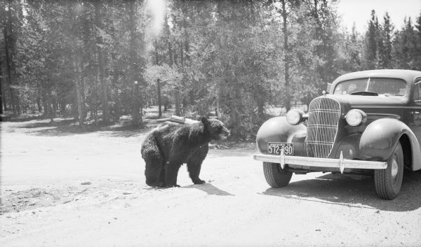 A black bear is approaching the front of the parked 1935 Oldsmobile sedan owned by the photographer. There are conifer trees in the background. The photograph was taken in Yellowstone National Park.