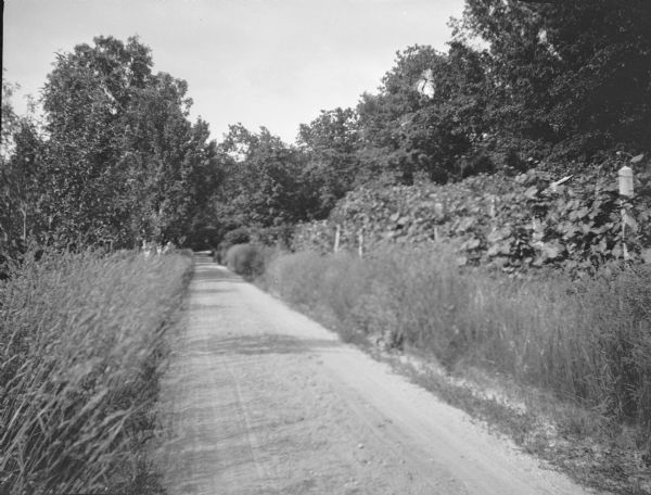 A view along a narrow unpaved road lined with grasses on the left, and grape vines trained on a fence at right.  