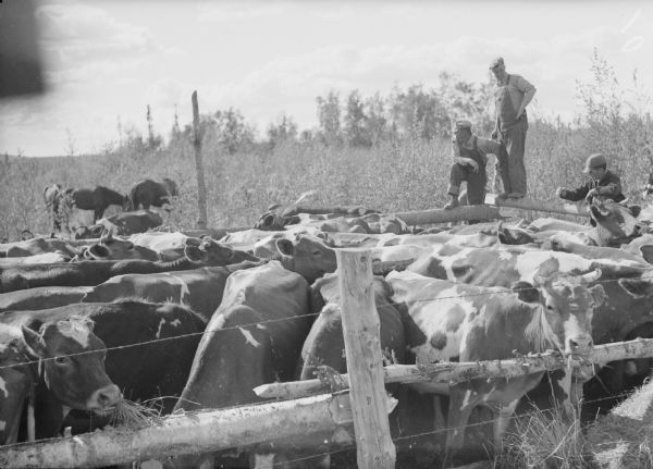View over fence towards cows in a corral. Men are standing on and near the fence in the background. Two horses are in the field just beyond the cows among tall plants.