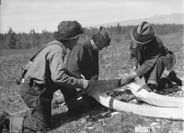 Three men are kneeling on the ground working with a saw. The men are wearing hats with mosquito nets on them. Mountains are in the background. Caption with negative reads: "Wes Worden, Harold Alexander, and Oscar Engebretsen making a stoneboat for hauling water to their camp, No. 4."