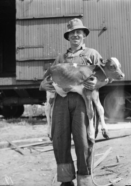 Caption with negative: "Frank Ring, Pembine, Wis., carried a calf born on the train out of the boxcar when the second load of cattle arrived for colonists." A railroad car is in the background.
