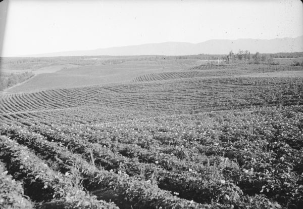 Caption with negative reads: "As far as the eye can see — potatoes. One of the community potato patches planted in the valley by Harry Sears, corporation crop expert, for colonist consumption."