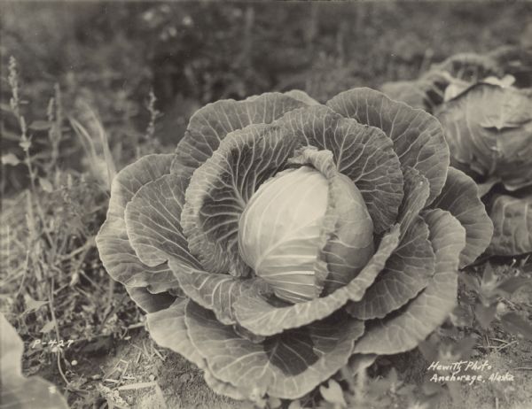 Cabbage growing outdoors. Caption reads: "Anchorage, Alaska."